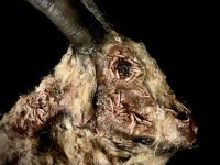 https://www.frightprops.com/deluxe-rotted-goat-head-animal-prop.html